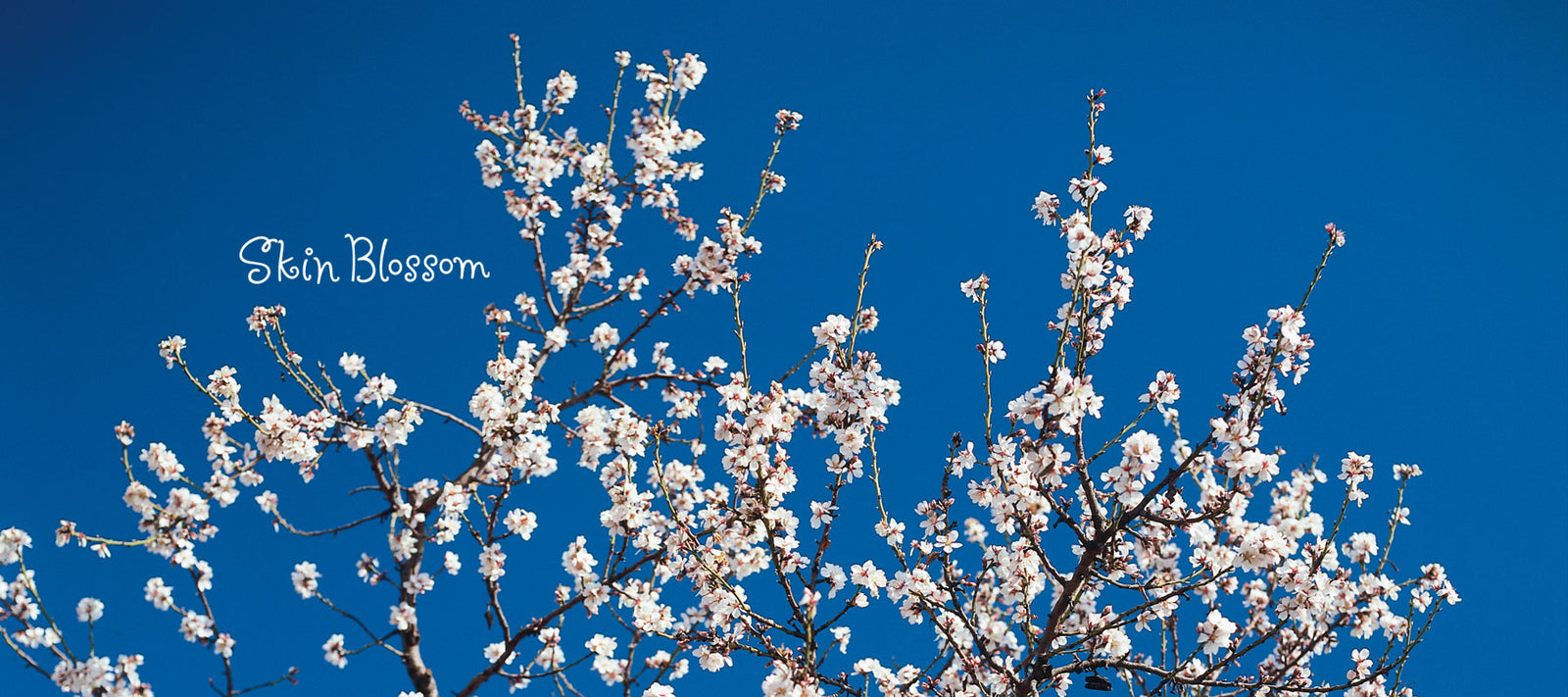 Skin Blossom